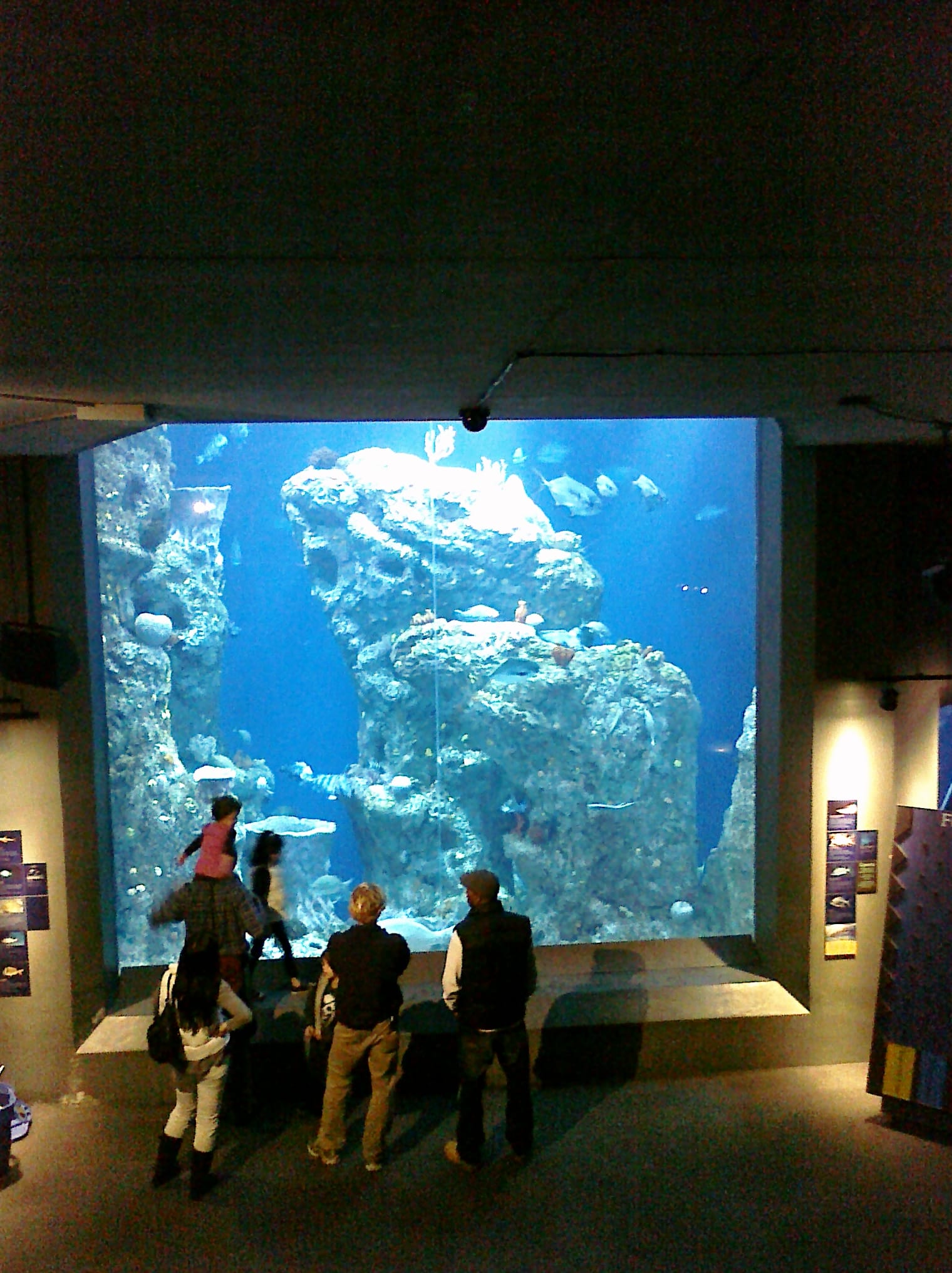 People watching fishies - Charleston Aquarium