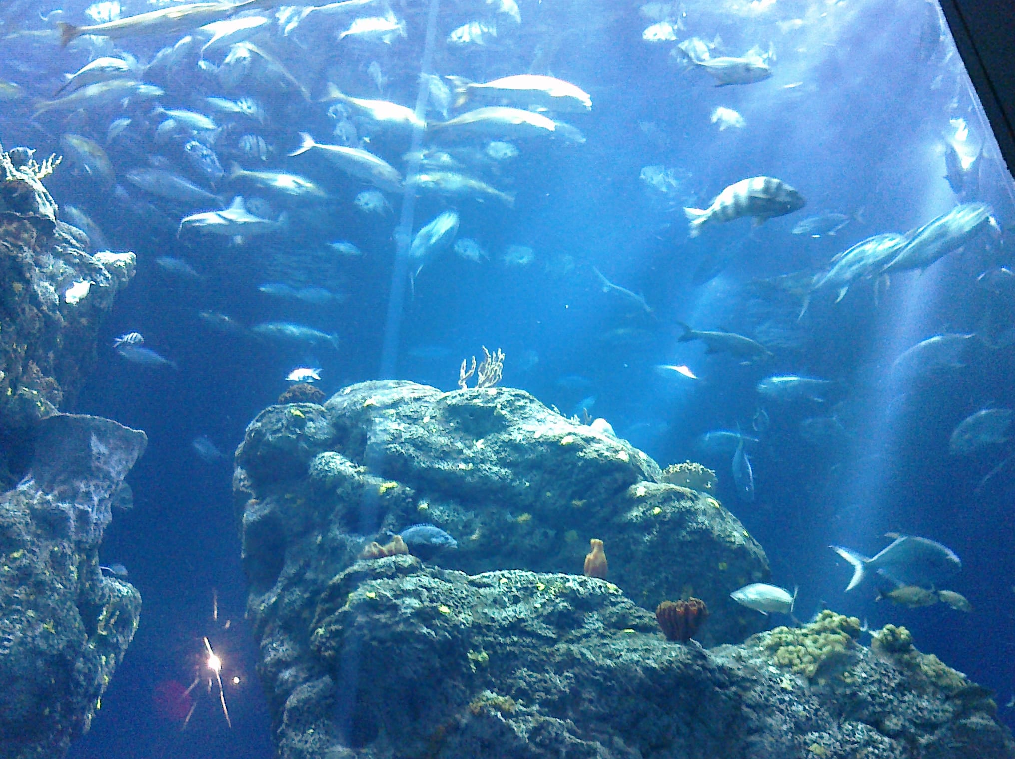 Coral and fishies - Charleston Aquarium