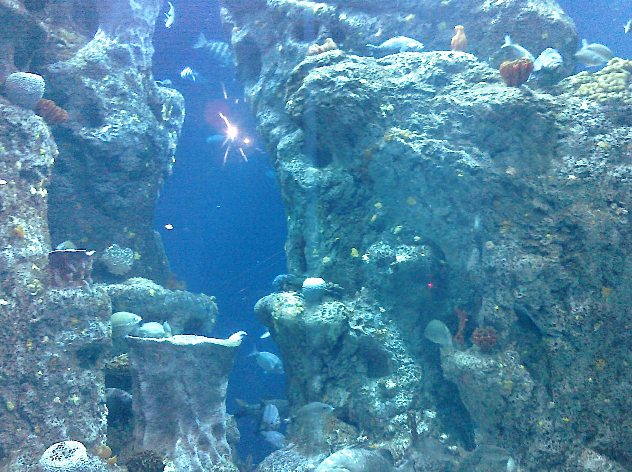 Coral and Fishies - Charleston Aquarium