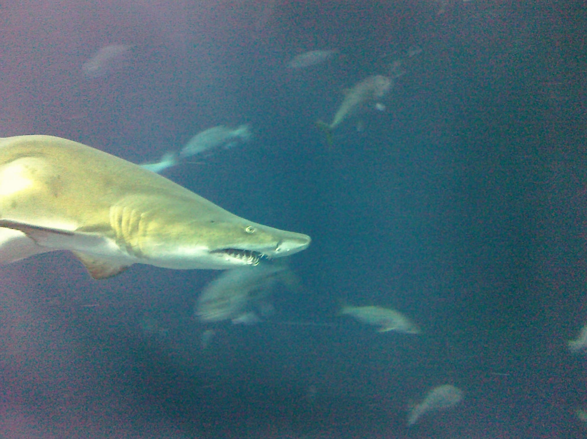 Humpback shark - Charleston Aquarium