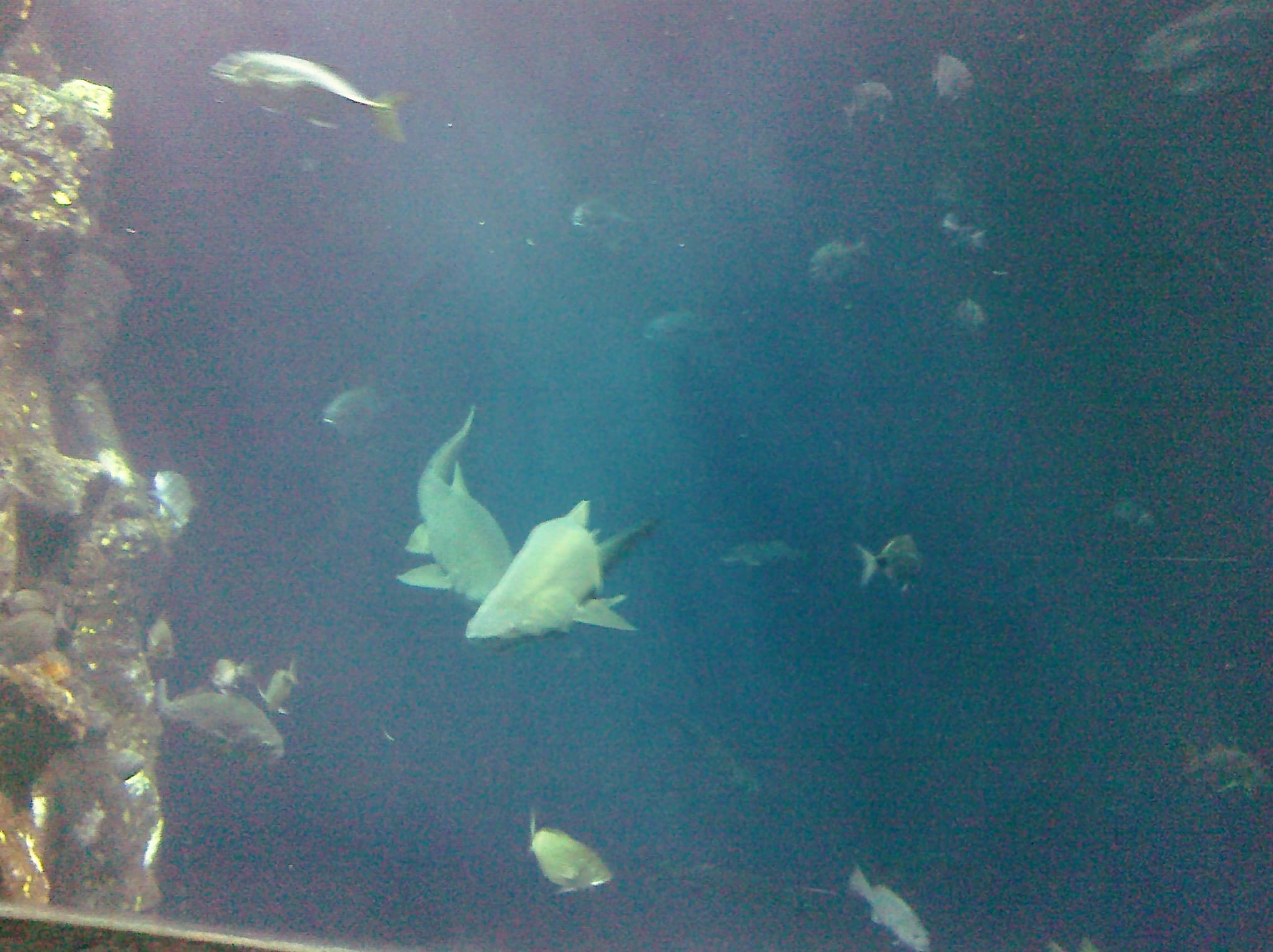 Fishies - Charleston Aquarium