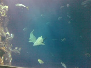 Fishies - Charleston Aquarium