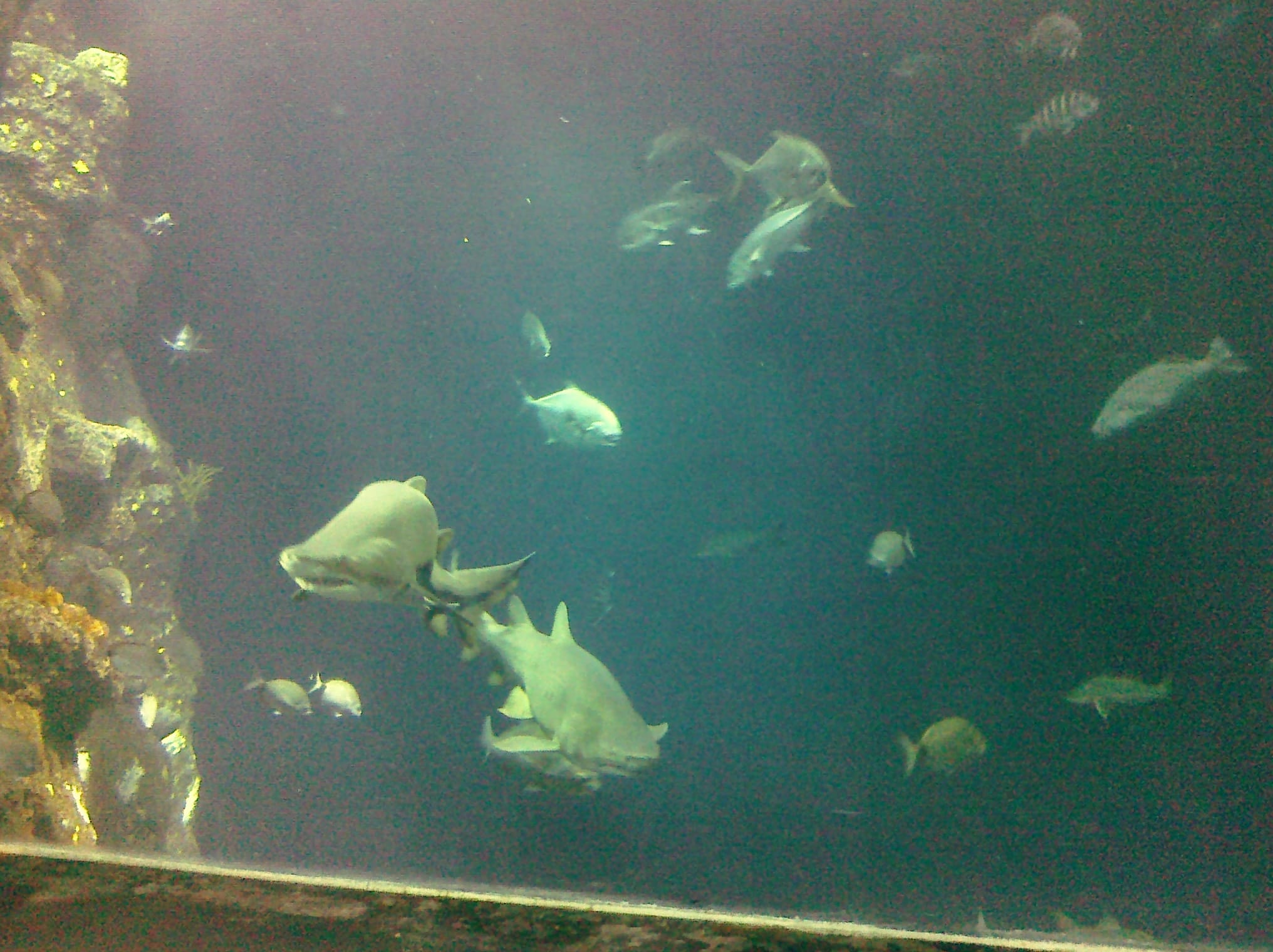 Fishies with sharks - Charleston Aquarium