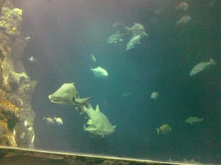 Fishies with sharks - Charleston Aquarium