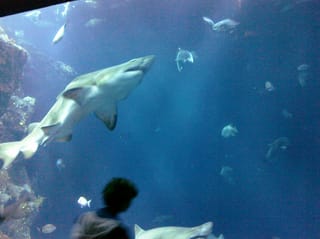 Shark - Charleston Aquarium