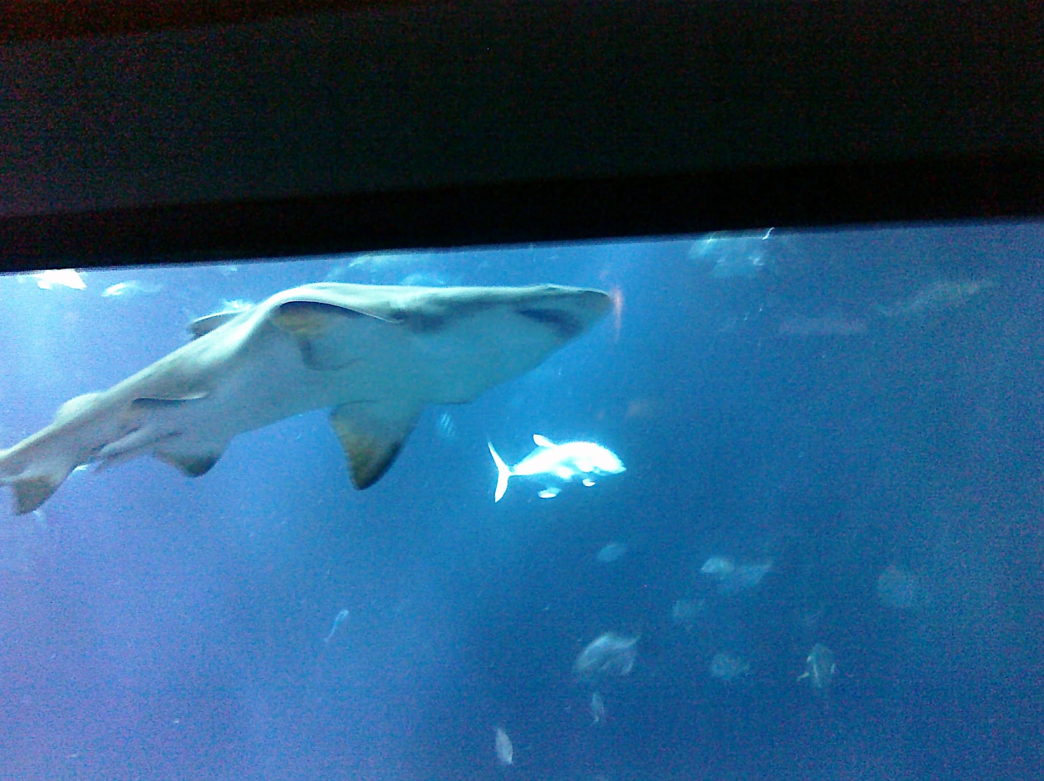 Shark - Charleston Aquarium