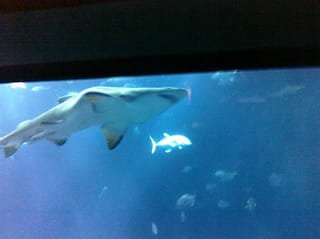 Shark - Charleston Aquarium