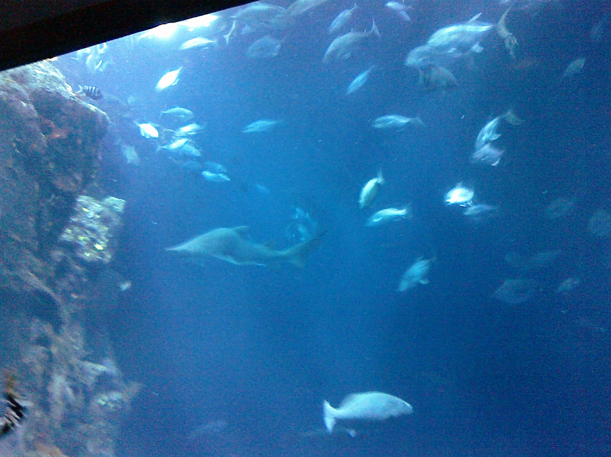Fishies - Charleston Aquarium