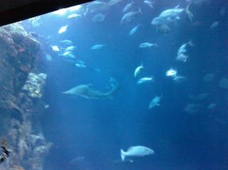 Fishies - Charleston Aquarium