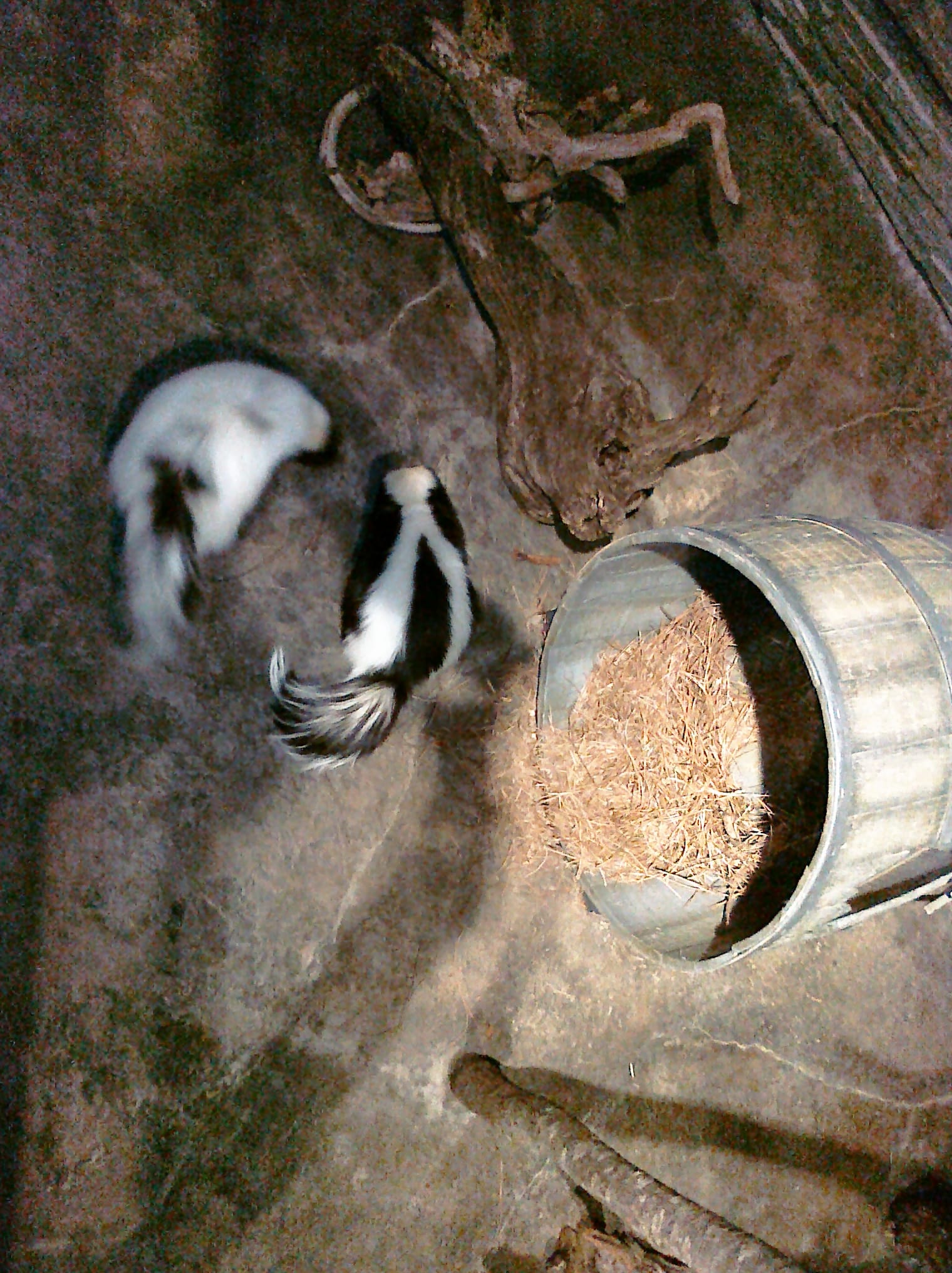 Skunks - Charleston Aquarium