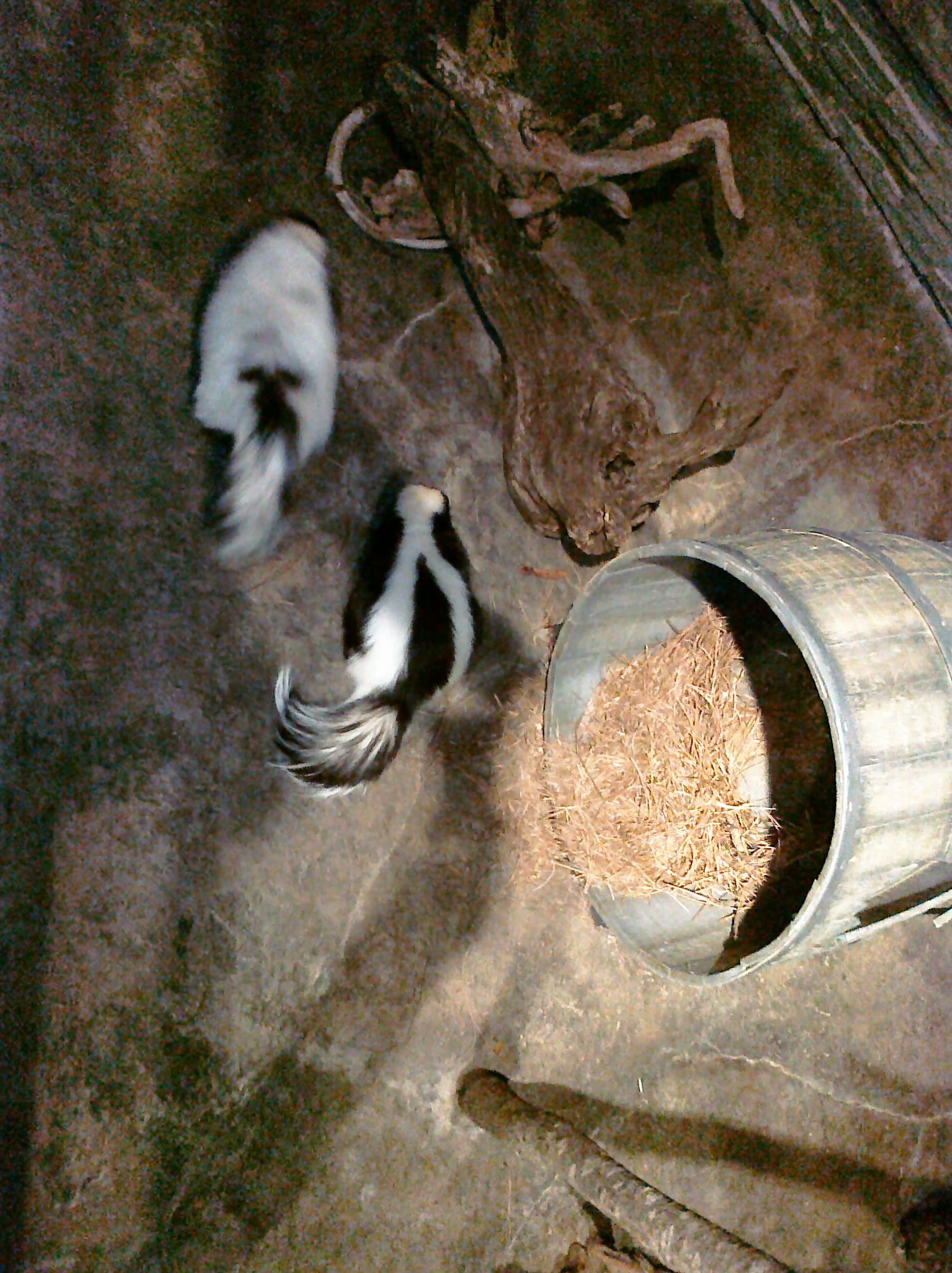 Skunk! - Charleston Aquarium