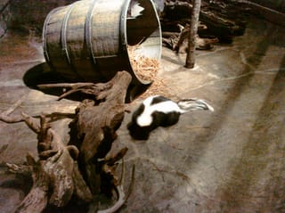 Skunk! - Charleston Aquarium