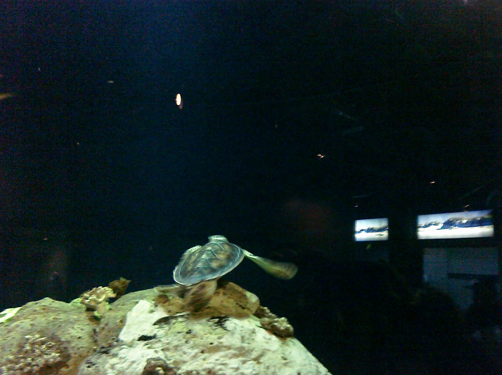 Turtle - Charleston Aquarium