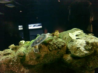 CIMG0095