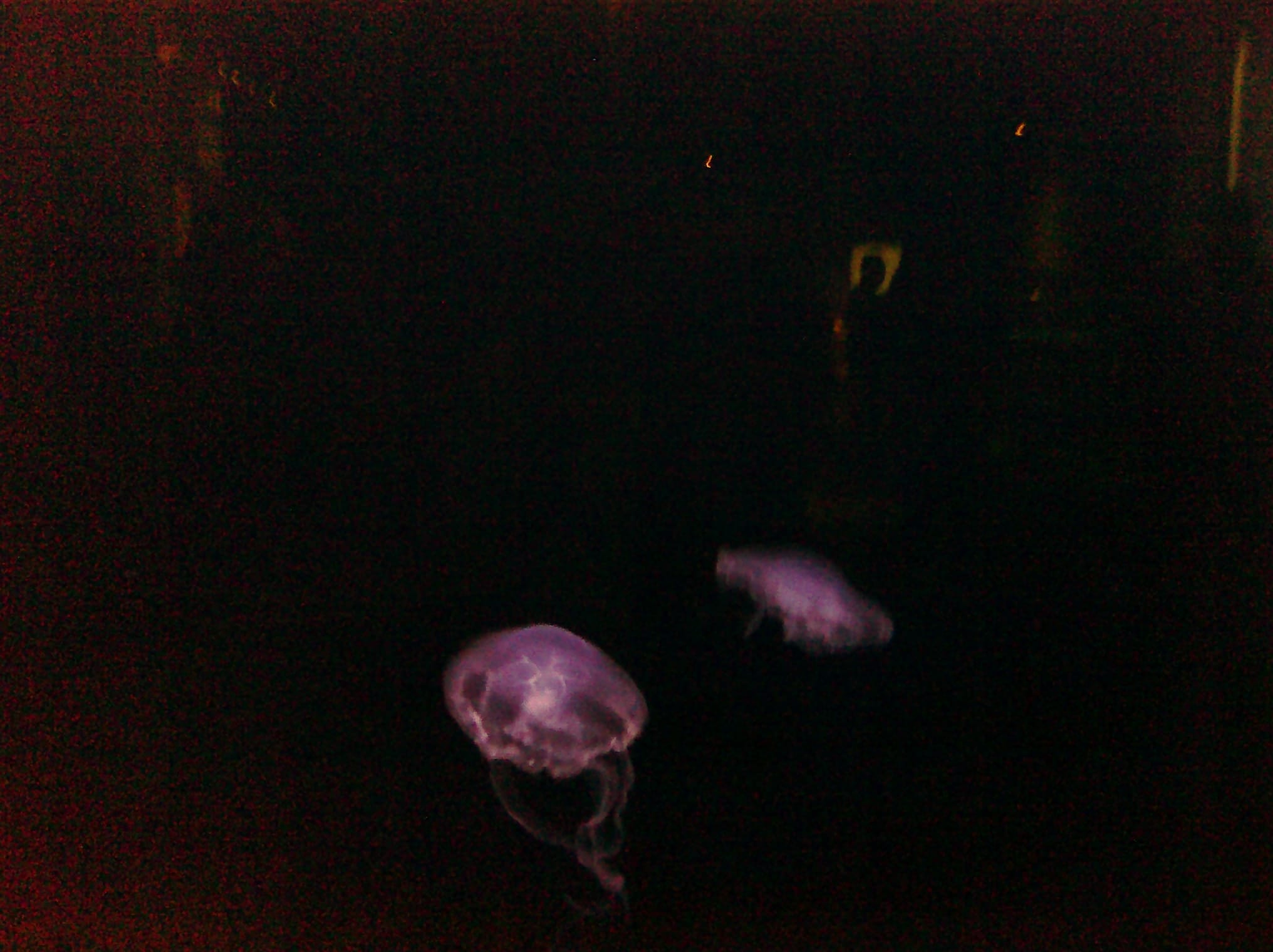 CIMG0098