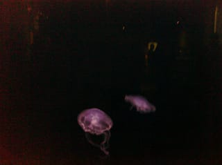 CIMG0098