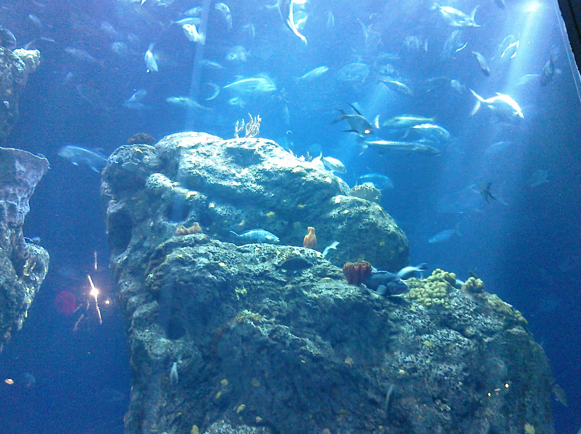 Fishies - Charleston Aquarium