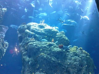 Fishies - Charleston Aquarium