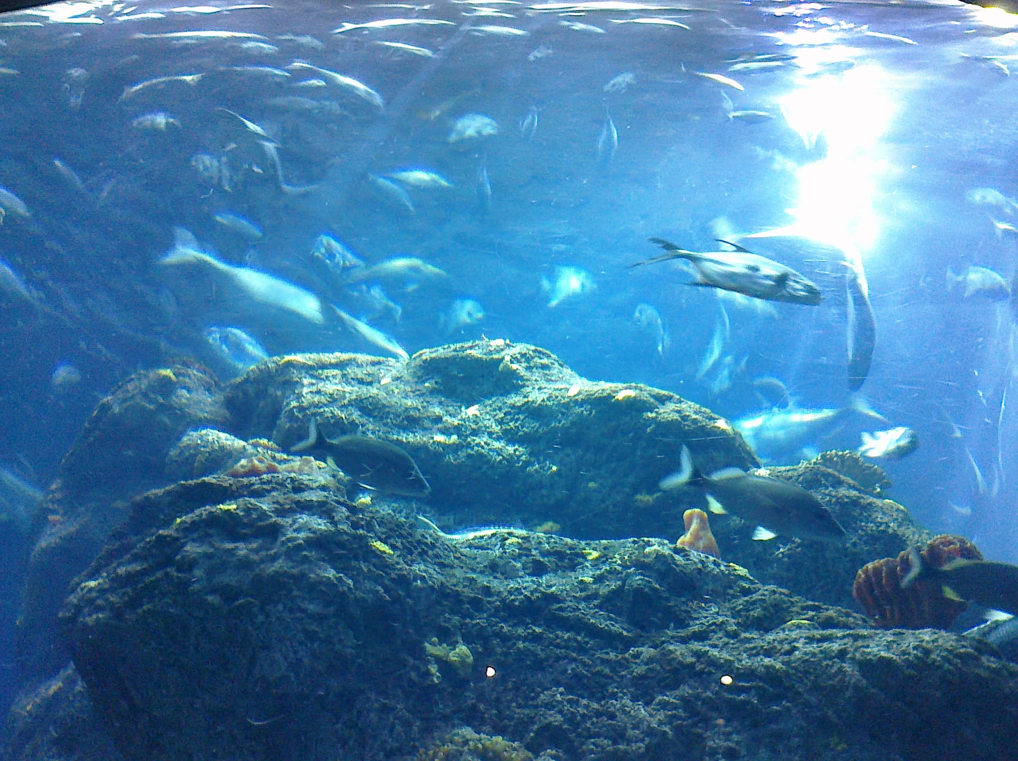 Fishies - Charleston Aquarium