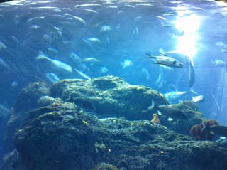 Fishies - Charleston Aquarium