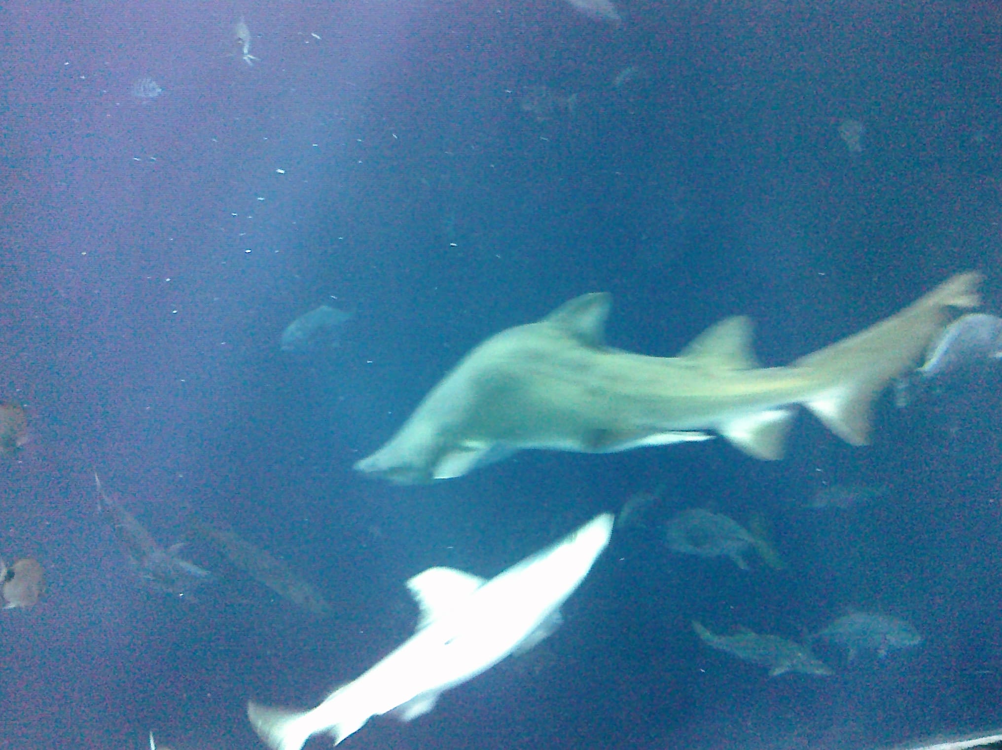 Humpback shark - Charleston Aquarium