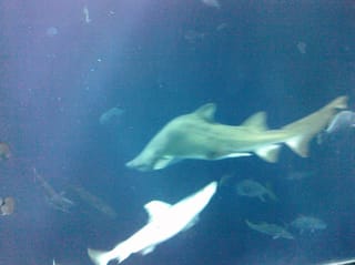 Humpback shark - Charleston Aquarium