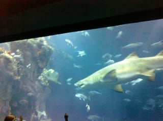 Shark - Charleston Aquarium