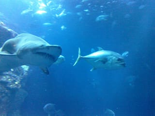 Humpback shark - Charleston Aquarium