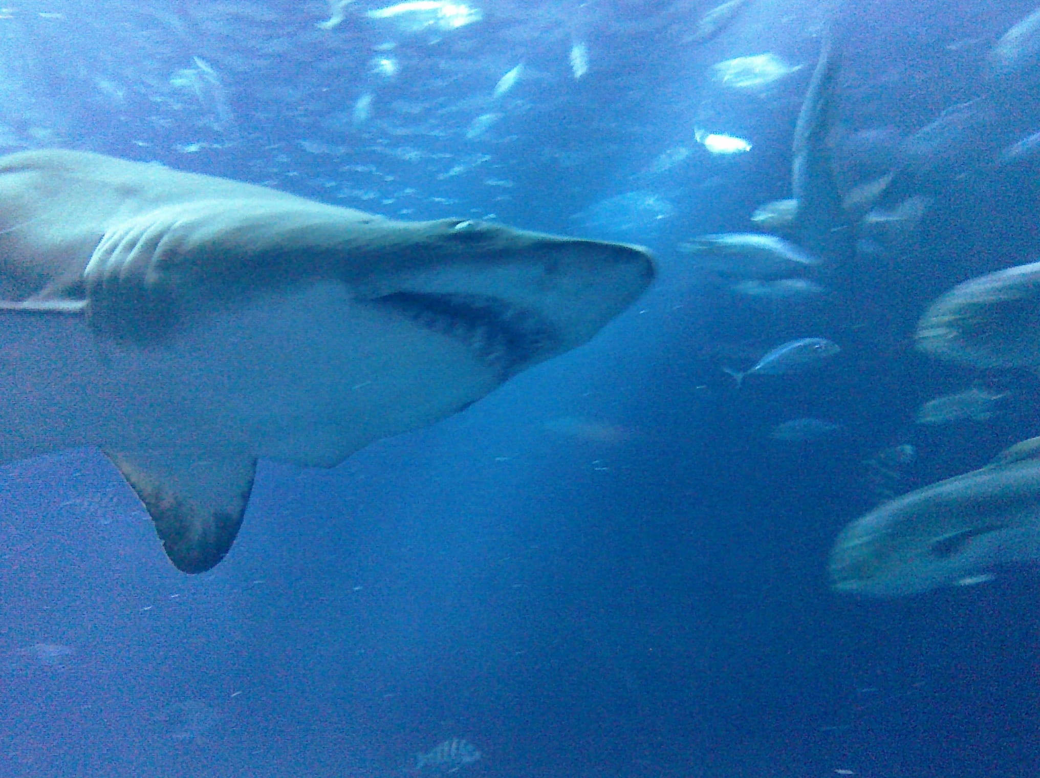 Shark - Charleston Aquarium
