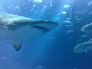 Shark - Charleston Aquarium