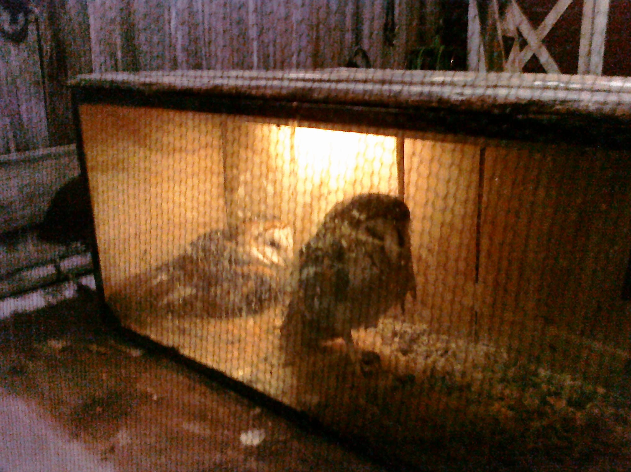 Hooters - Charleston Aquarium