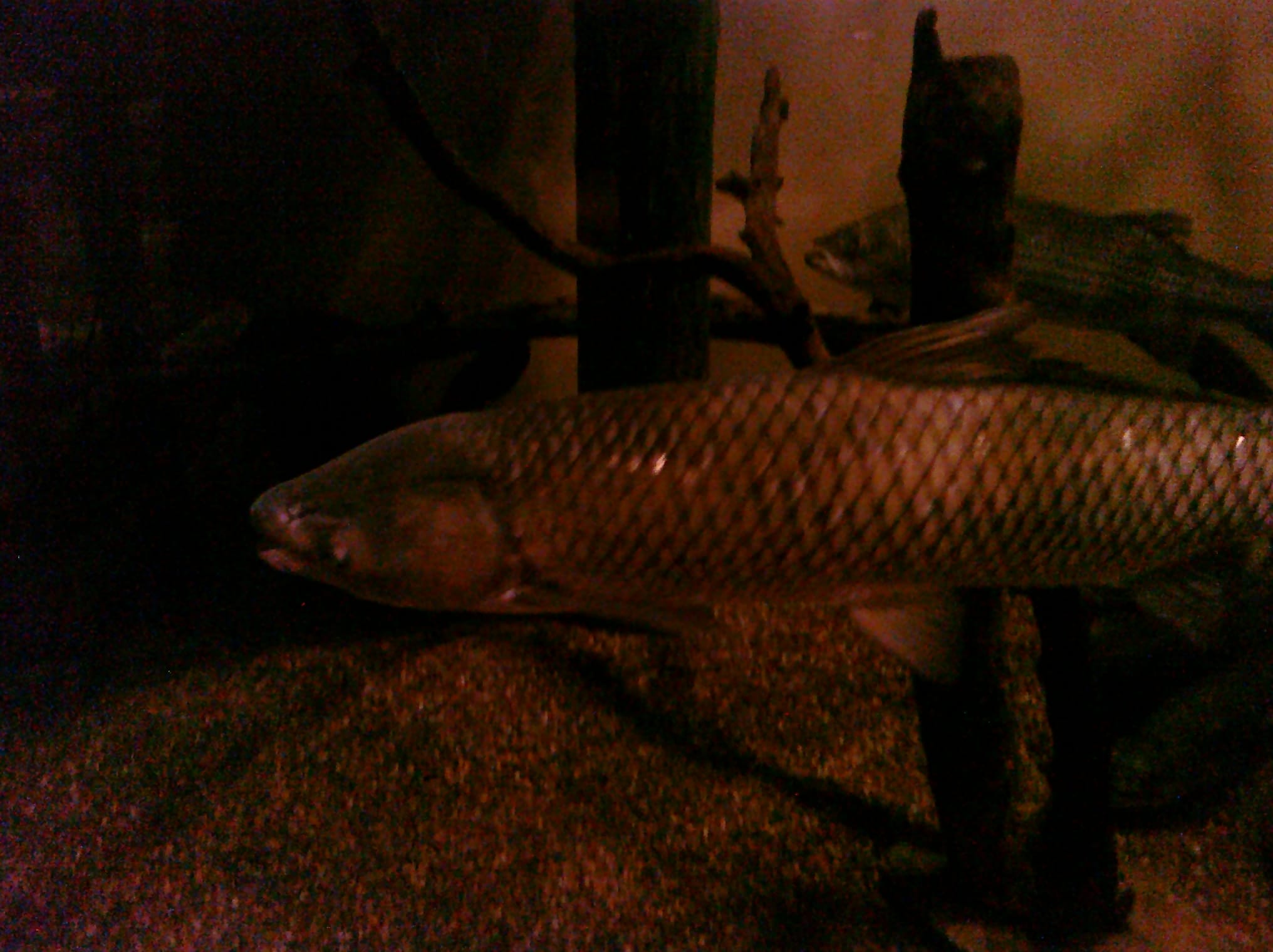 Fishy - Charleston Aquarium