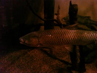 Fishy - Charleston Aquarium