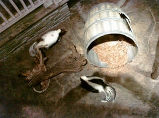 Skunk! - Charleston Aquarium