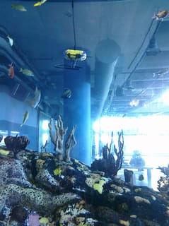 Remote control Submarine - Charleston Aquarium