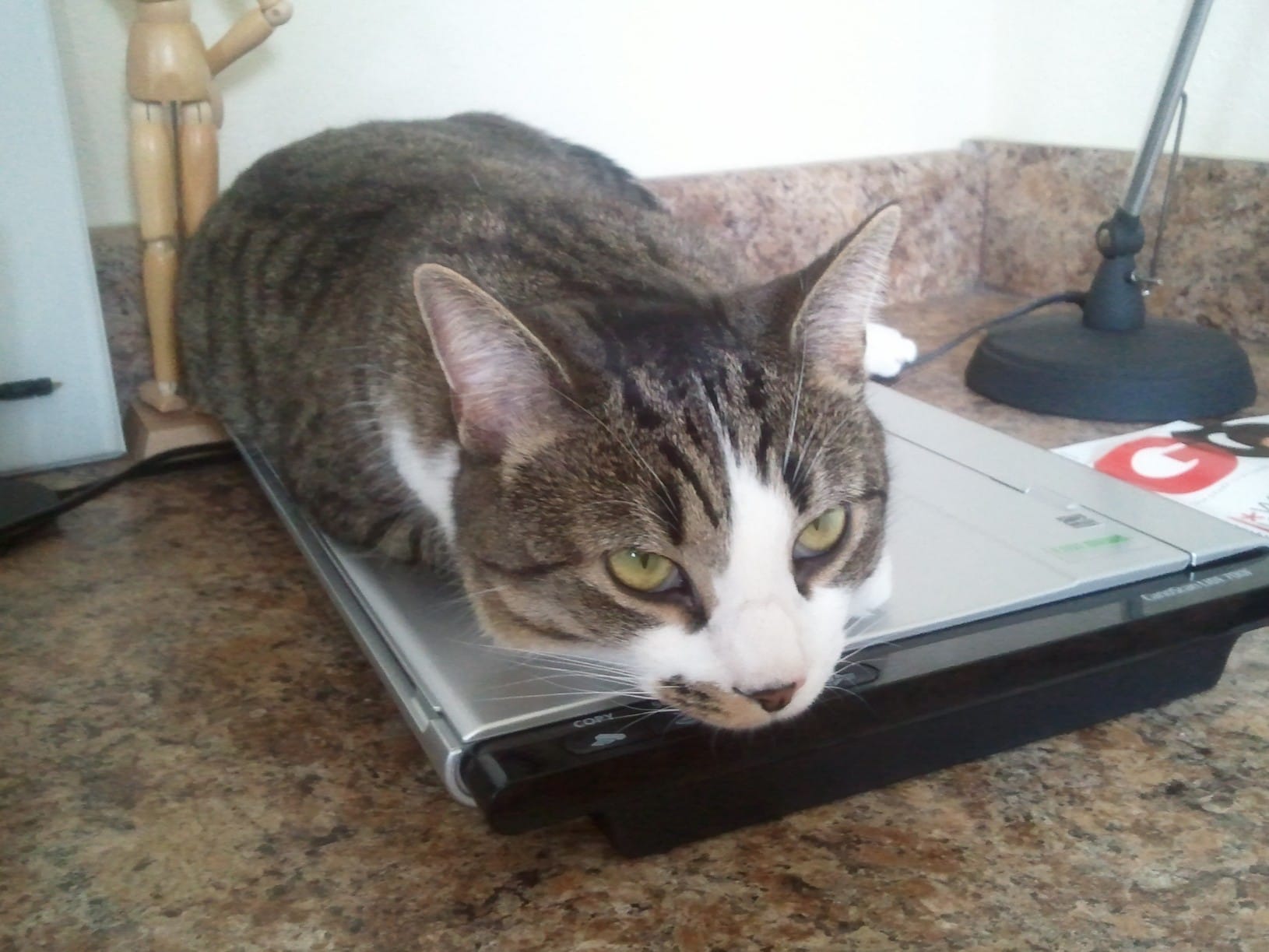 CAT Scan