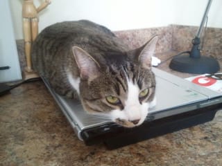 CAT Scan
