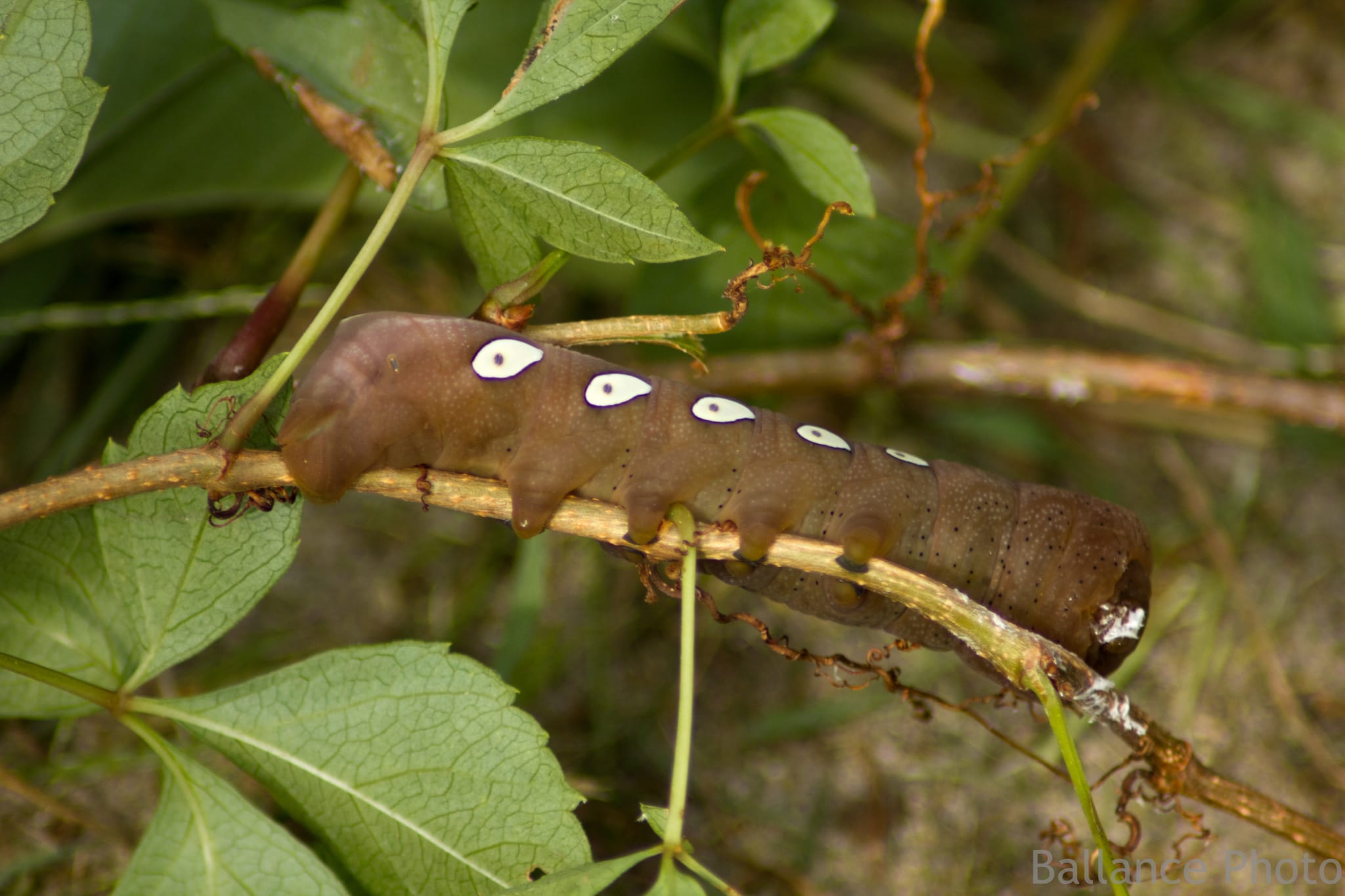 Weird Worm