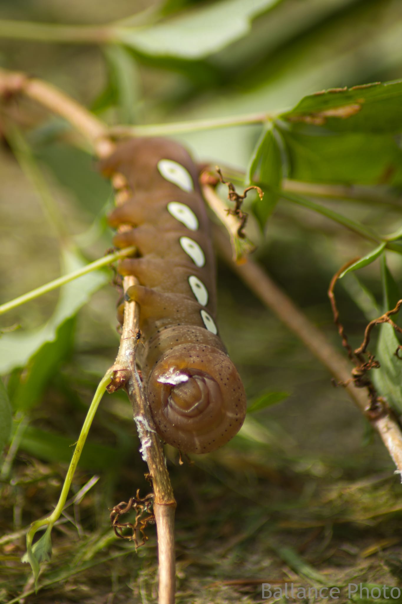 Weird Worm-2