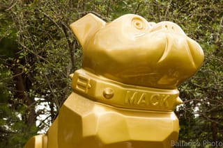 Mack Dog