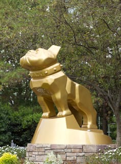 Mack Dog