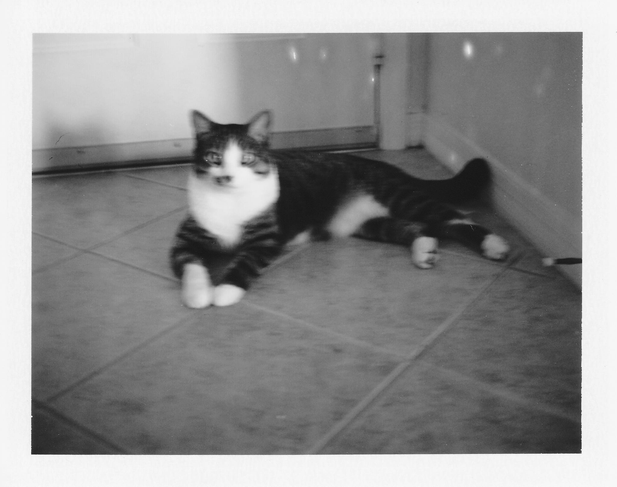 Brasky Polariod 2
