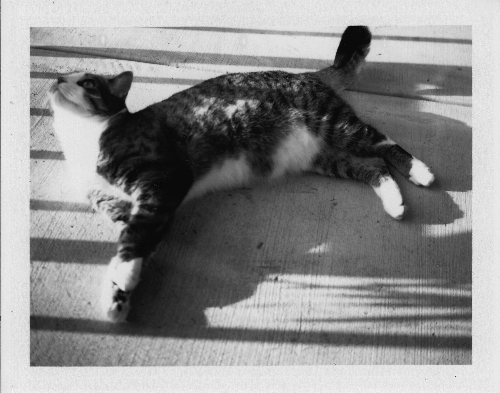 Brasky Polariod 3
