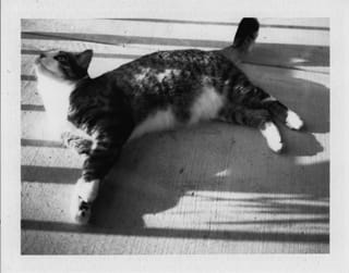 Brasky Polariod 3