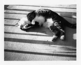 Brasky Polariod 1