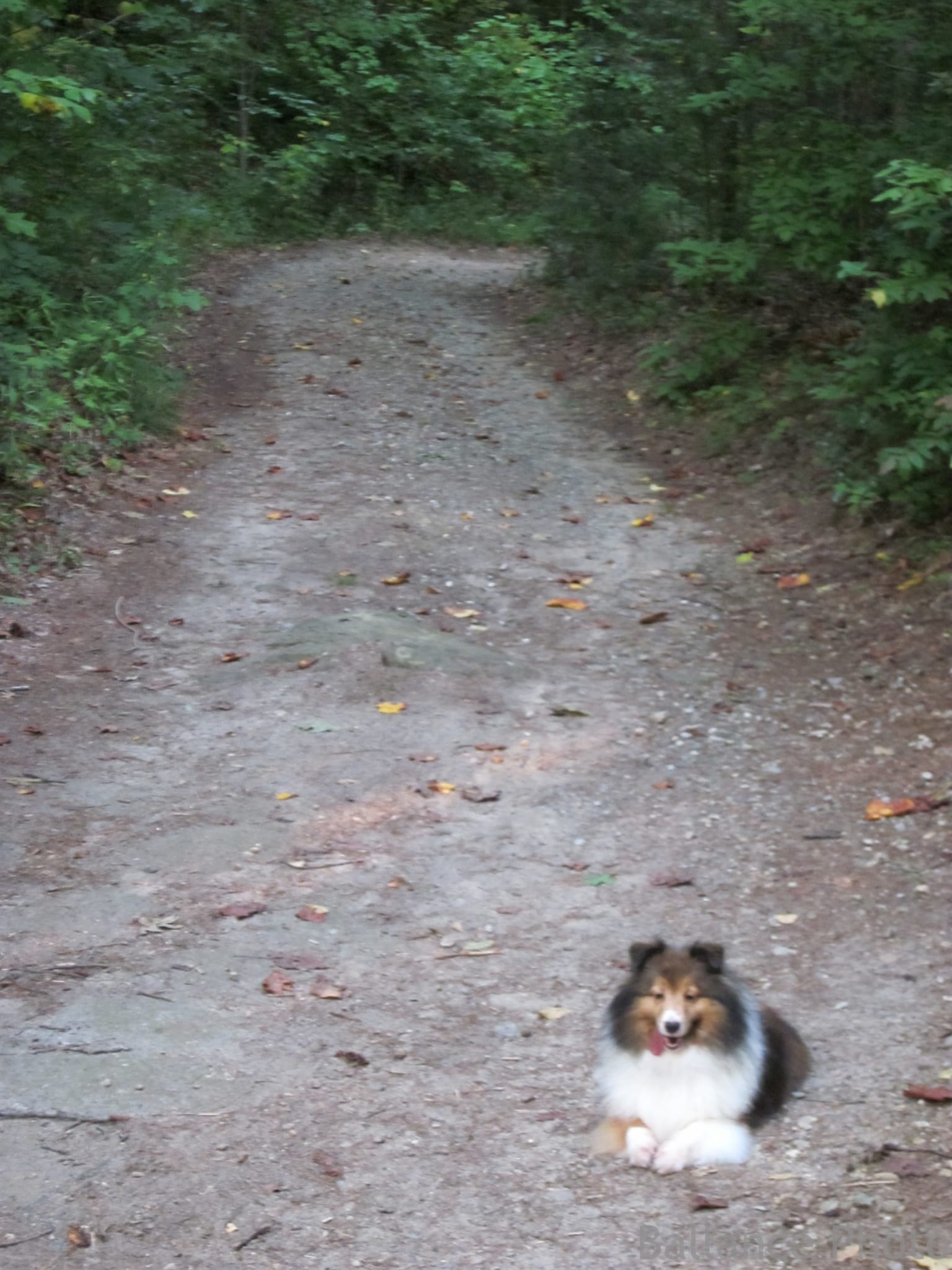 South Mountain with Roxy (1 of 7)