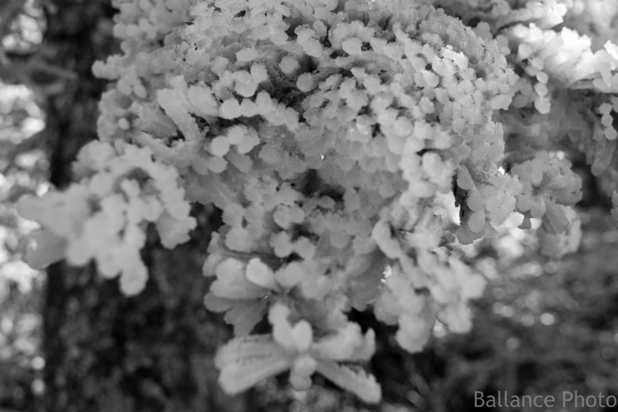 Hoarfrost on Mt. Mitchell