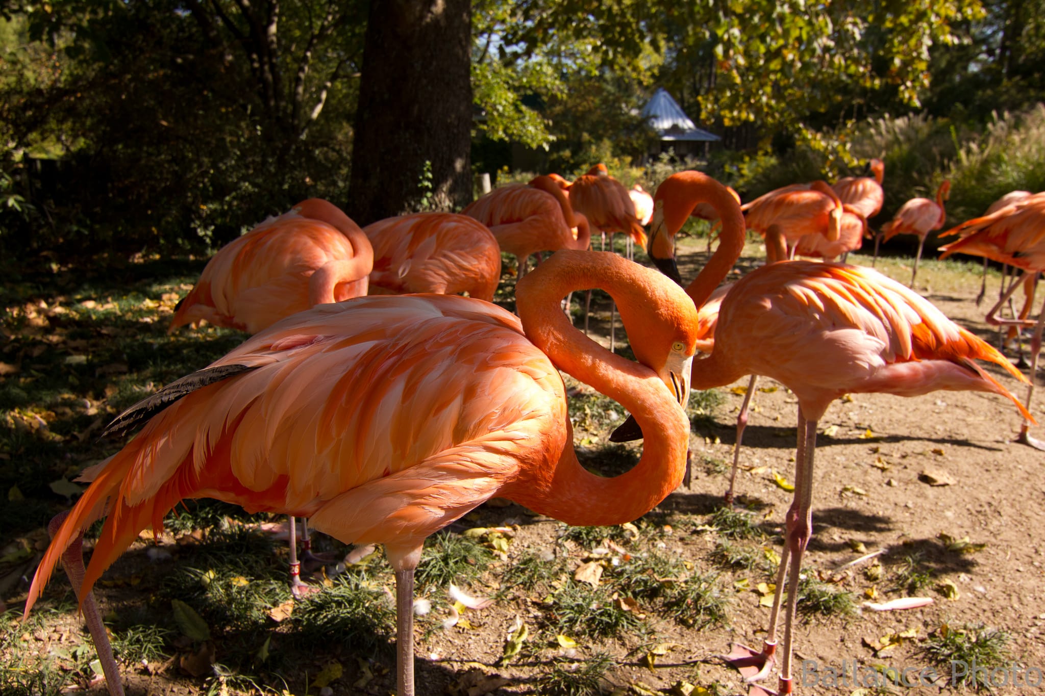 Flamingo "S" - Birmingham Zoo