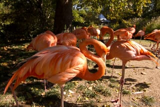 Flamingo "S" - Birmingham Zoo