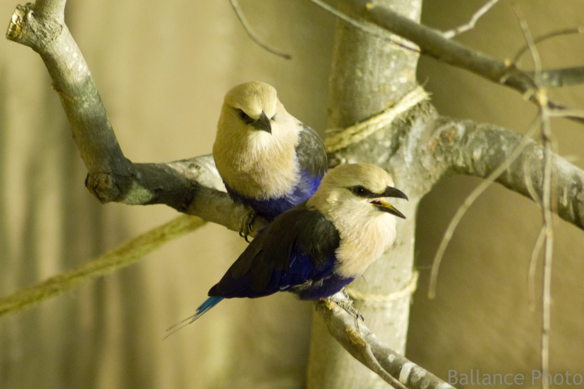 Birmingham Zoo (33 of 43)